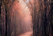 [图]张之臻2-3不敌13号种子鲁内 止步澳网男单首轮.